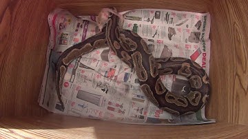 Ball python live feedings
