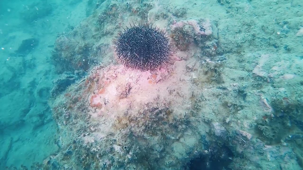 Fossal Bay | Torden Visuals