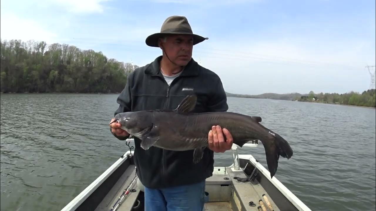 This Catfish Bait Is Legit YouTube