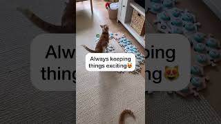 Russell loves his puzzles 🧩 #catmanjohn #theycantalk #hunger4words #russellthecat by catmanjohn 2,202 views 13 days ago 1 minute, 1 second