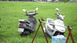 2各類鸚鵡990529.AVI