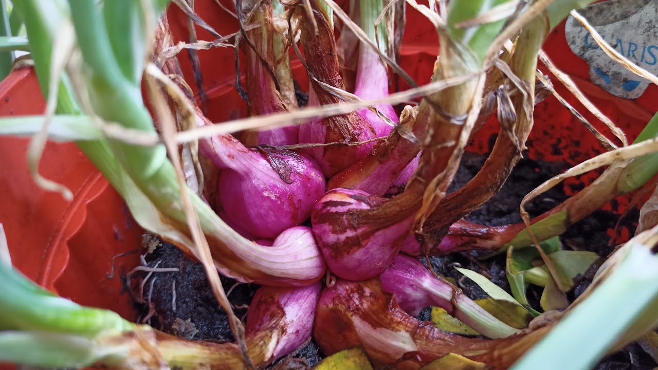 Tanaman Bawang Merah dalam Pot (part 2) SIAP PANEN 