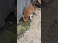 cats of Istanbul...#catshorts