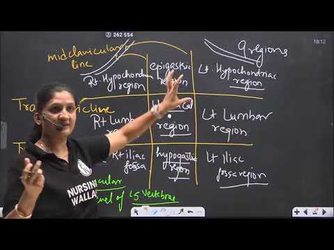 54  429 Digestive System 06 Abdominal Regions and Stomach 🔥