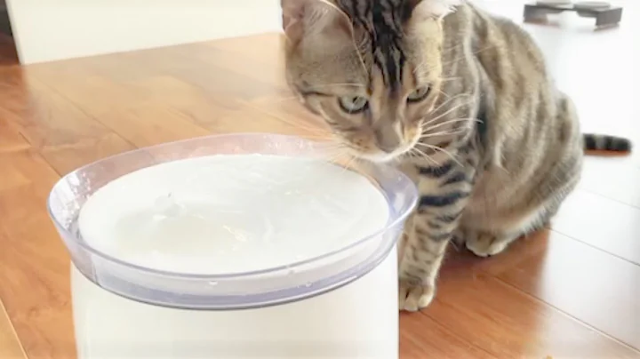 Video 69171: bengal cat drinking water, bengal cat cute, brown spotted bengal, brown female bengal