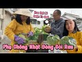 CHỒNG NHẬT THU HOẠCH RAU XÀ LÁCH CUỘN - QUY TRÌNH ĐÓNG GÓI VÀ PHÂN PHỐI RAU RA THỊ TRƯỜNG