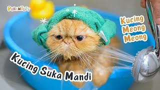 Kucing Meong Meong - Kucing Mandi - Bangun Tidur Ku Terus Mandi - Lagu Anak Populer | parentify