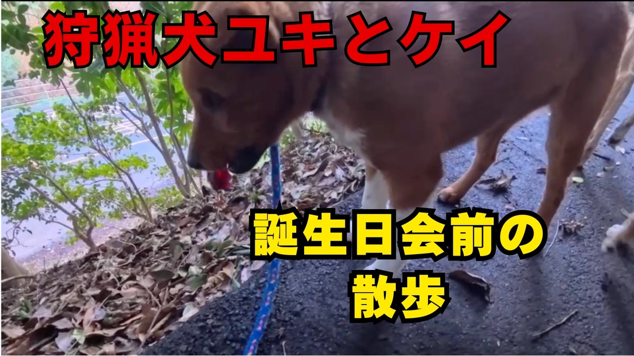 狩猟犬ユキと子犬のケイの誕生日会🎂前の散歩