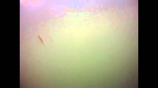 2011 bluefish bite.avi