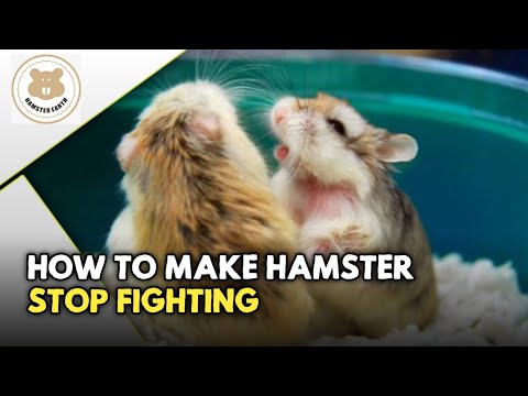 How To Make Hamsters Stop Fighting / Cara-Cara Agar Hamster Tidak Berkelahi