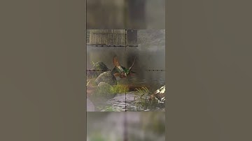 One shot one kill 🎯 Took down legendary Shoveler in way of hunter—#Hunting #Wildlife #GameOn#animals