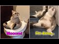 Funny Lazy Cats Compilation 😬 Funny Cats Videos