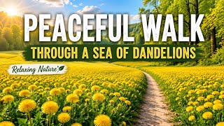 Relaxing Stream Walk to a Large Dandelion Field !