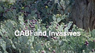 Invasives Vision