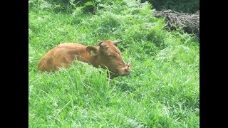 熊本県あか毛和牛