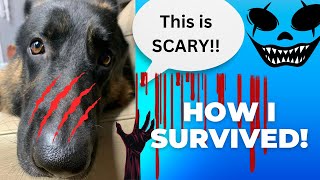 My TERRIFYING Night A Dog’s Guide to Surviving Scary Movie Night ? dogs