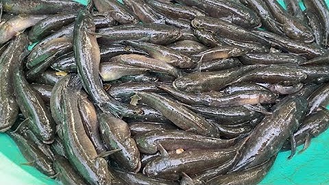 Bài Mồi Đơn Giản Đặc CÁ BỐNG Dính Thấy Phát Mê Về Nấu Món Ngon Lạ Miệng | Cù Lao Dung Vlogs #271