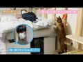 ベッドに知らないおじさんが寝てた時の猫の反応が泣けた#1