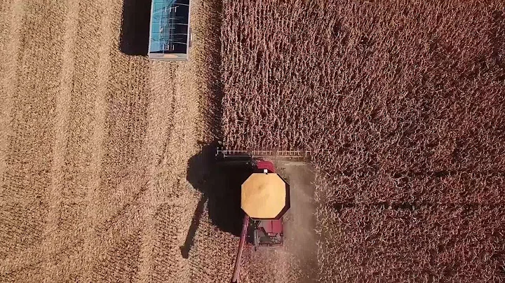 USDA Reports | How Big Were Corn and Soybean Yields for 2024?