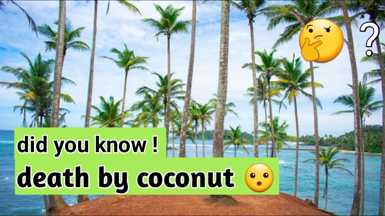 death by coconut | how to know | how many people die ?