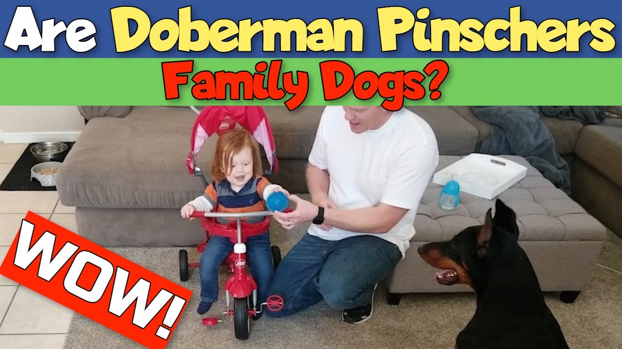 Are Dobermans Good Family Dogs?