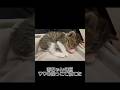ママの抱っこで寝る超甘えん坊子猫が可愛いすぎます🩷#保護猫#甘えん坊猫 #成長記録