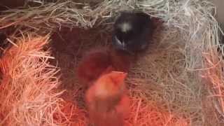 Detailed unboxing a shipment of chicks! barred rock, rhode island red, golden buff chicks! Information