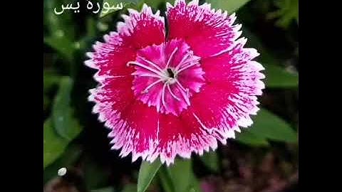 سورة يس للقارئ هزاع البلوشي مكررة