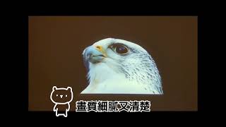 開箱 Warpple LS8 智慧投影機 百吋大螢幕 沉靜式影音體驗