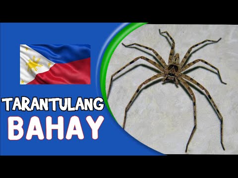 Video: Tarantula Spider Sa Bahay: Kalamangan At Kahinaan