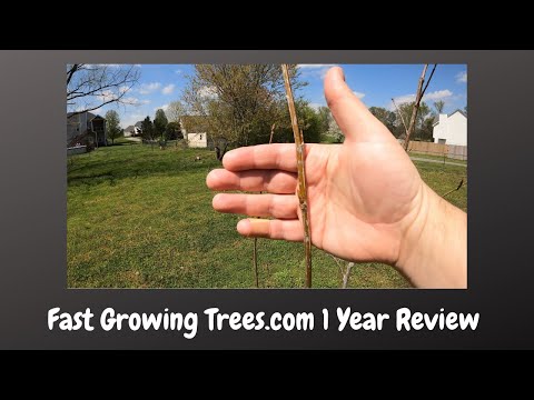 Fast Growing Trees.Com 1 Year Review - Hybrid Poplar Trees