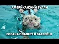 Собака плавает в бассейне. Американский Булли RUSSIAN BULLS PRETTY BOSS