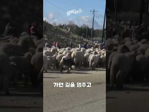 도로 점령당했는데 왜 웃음이! #shorts