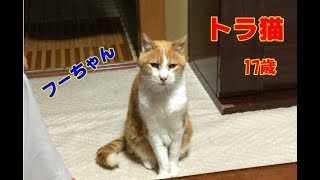 トラ猫17歳  tabby cat   tiger cat   Old cat by Tomo Channel 110 views 5 years ago 35 seconds