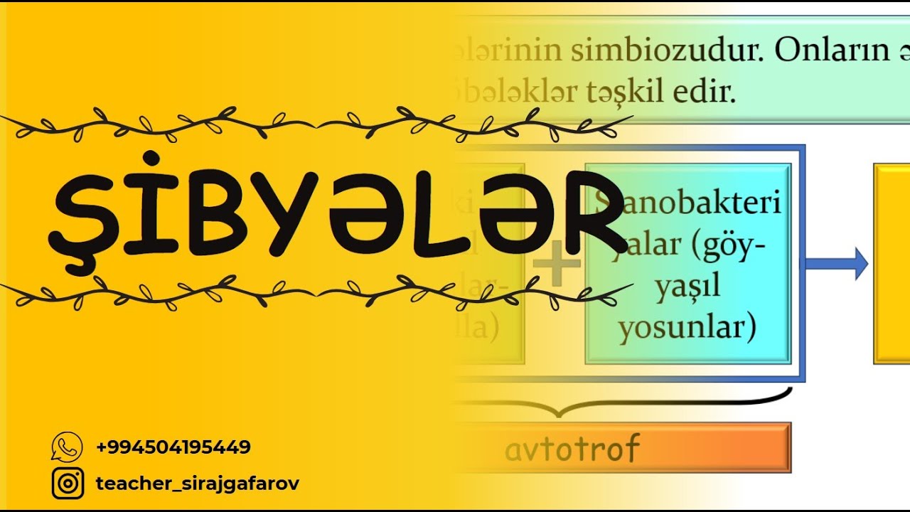 Şibyələr - dərs izahı