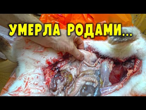 Видео: Как убивают животных для вскрытия?