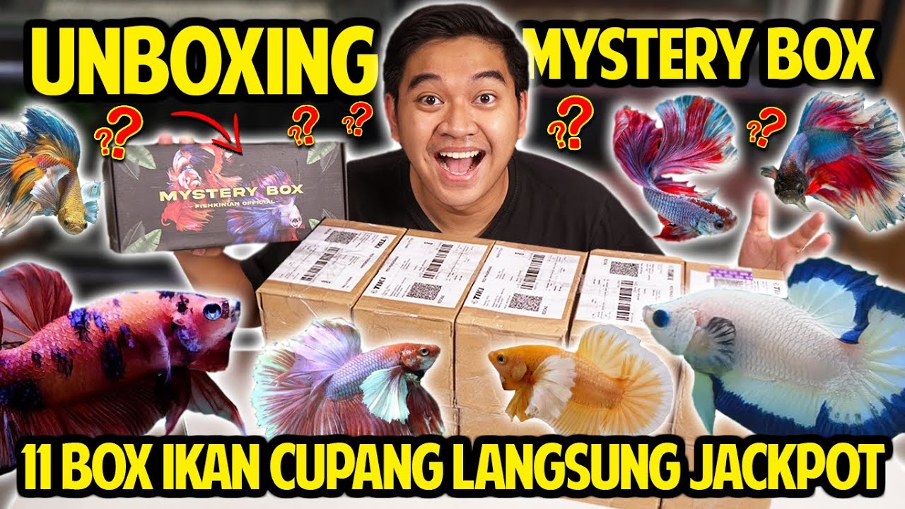 UNBOXING 11 MYSTERY BOX BETTAFISH! BARU BUKA LANGSUNG JACKPOT! ABIS SEJUTAAN BUAT IKAN KECIL INI!