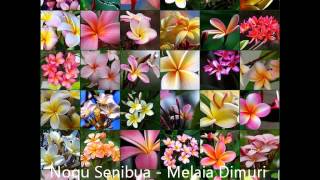 Video thumbnail of "Noqu Senibua - Melaia Dimuri (Di Cegu) Tribute"