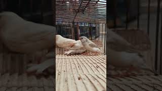Finches light back full orange check's #birds