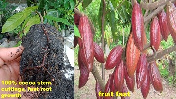 Propagating cocoa plants by stem cuttings