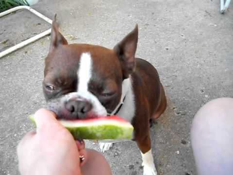 Cute Boston Terrier Eating Watermelon You Cute Boston Terrier Eating Watermelon