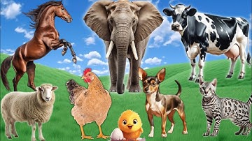 Lovely Animal Moments: Cow, Sheep, Dog, Cat, Chicken, Elephant - Animal Sounds
