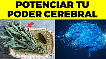 ¿Qué árbol es bueno para el cerebro?