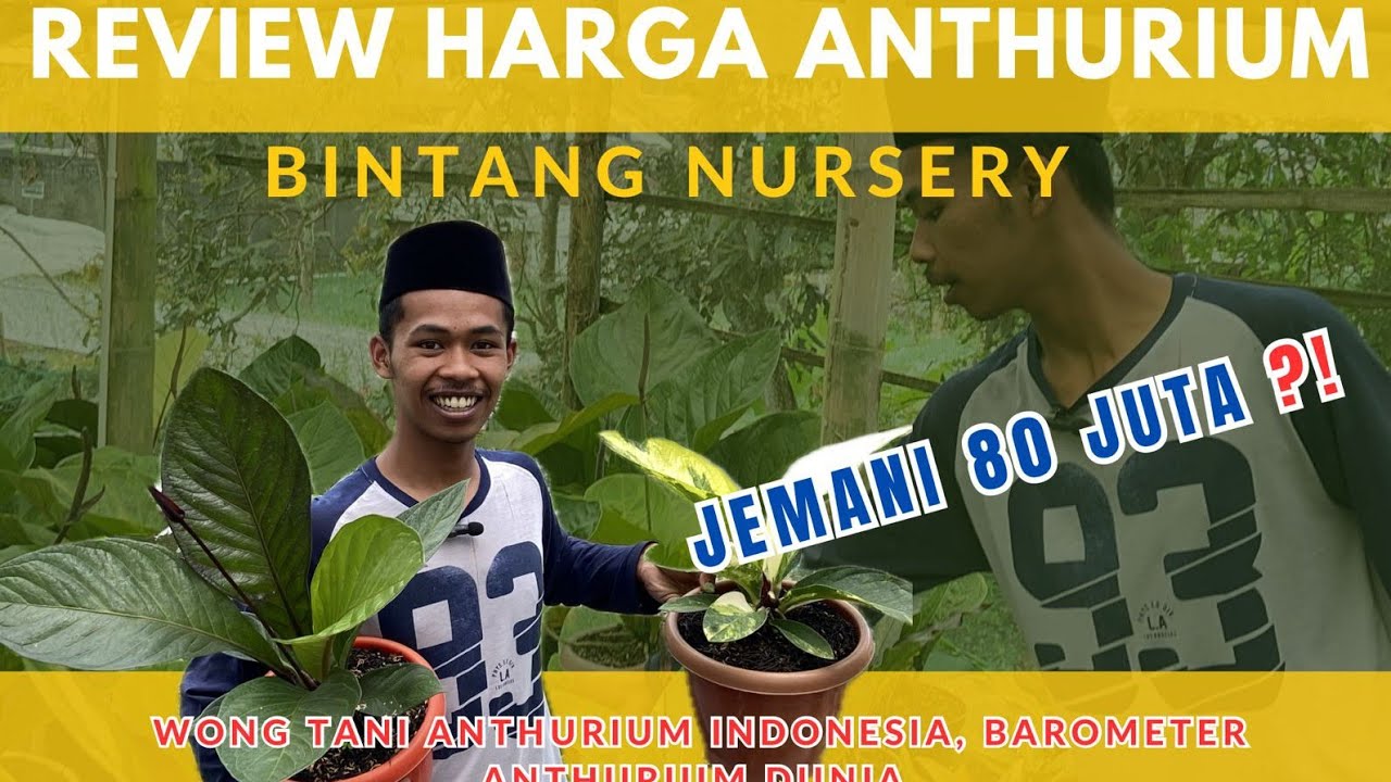 REVIEW HARGA ANTHURIUM BINTANG NURSERY‼️| BANDUNGAN | KABUPATEN SEMARANG |