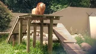 Leão rugindo no zoológico de Curitiba