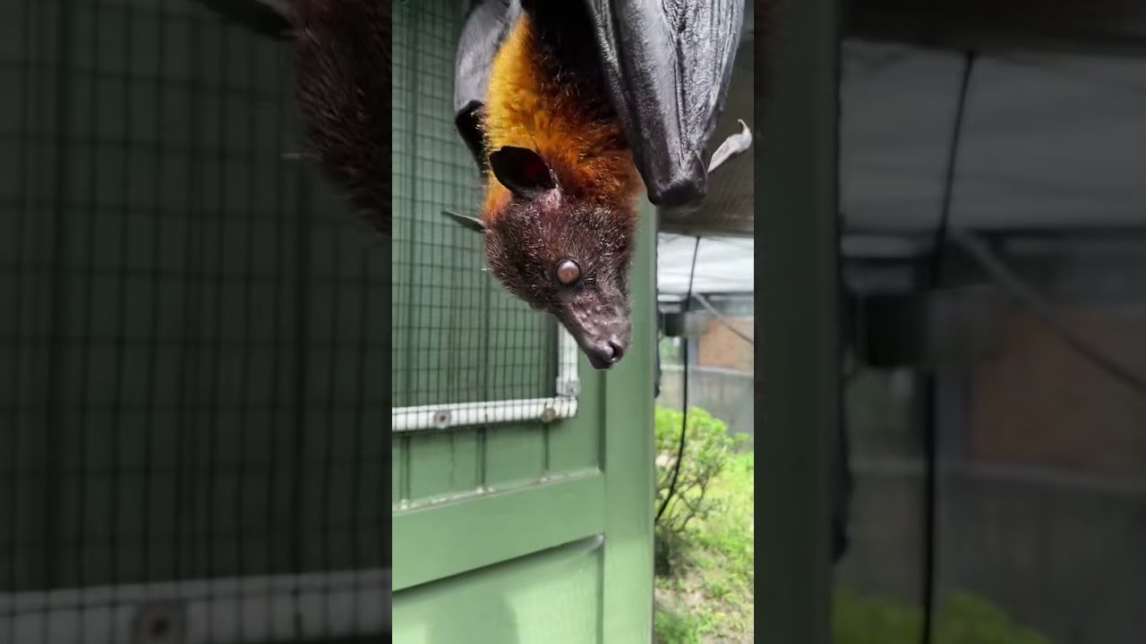 Talking about the fruit stock market 