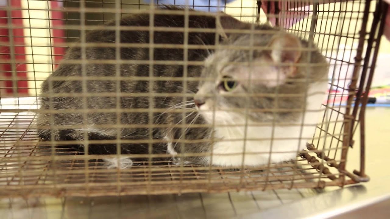 Independence Animal Transfer Day 1