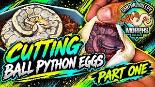 Cutting Ball Python Clutch #6 of 2026 part 1