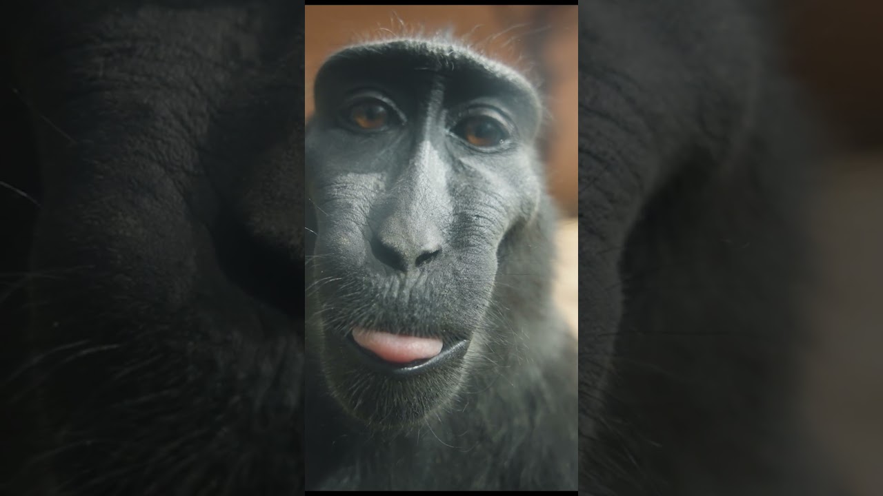Macaque looking at camera and smiling 