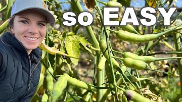 How to Save Daikon Radish Seeds (it